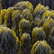 Sea Palm (Postelsia palmaeformis) animal nutrition powder 25kg